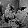 animal, black_and_white, blanket, buddha, cat, couch, cozy, decor, fluffy_cat, fur, furniture, indoor, living_room, painting, patterned_blanket, pet, portrait, relaxed, resting, side_view