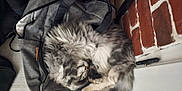 Zelda participe au concours pour gagner de l'argent avec cette photo : accessories, animal, backpack, bag, baggage, brick, cat, handbag, hardwood, kitten, manx, path, person, pet, purse, sleeping, strap, suitcase, totebag, wood