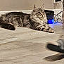 Zelda a rejoint le concours — aidez-le/la à gagner de superbes lots ! abyssinian, adapter, animal, cat, computer, computerhardware, couch, desk, electronics, furniture, hardware, hardwood, kitten, laptop, manx, pc, pet, plywood, table, wood