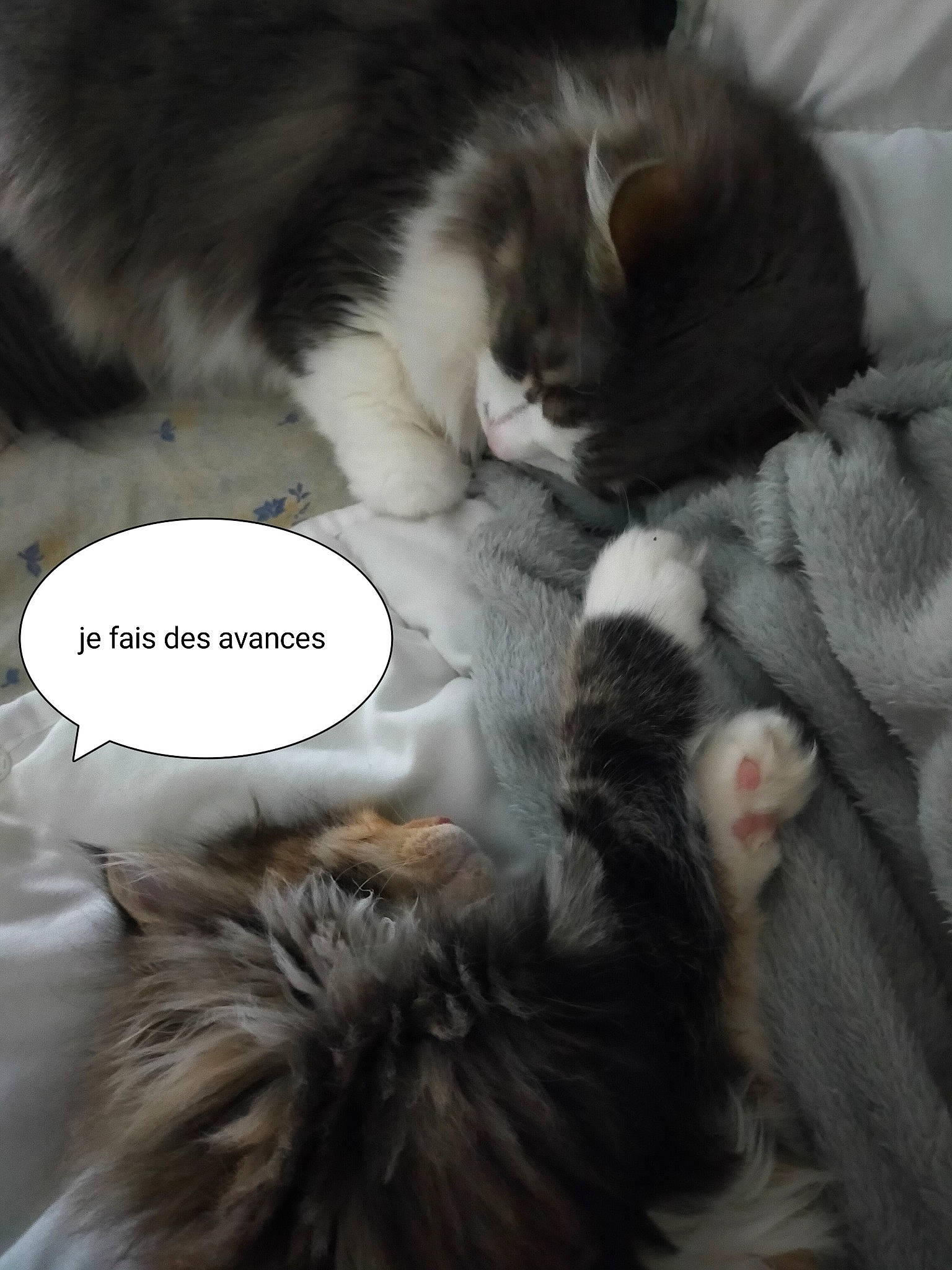 Loompa participe au concours pour gagner de l'argent avec cette photo : canidae, carnivore, cat, cat_supply, claw, comfort, dog_breed, domestic_short_haired_cat, ear, felidae, fur, grey, mammal, nap, paw, photo_caption, small_to_medium_sized_cats, snout, tail, whiskers