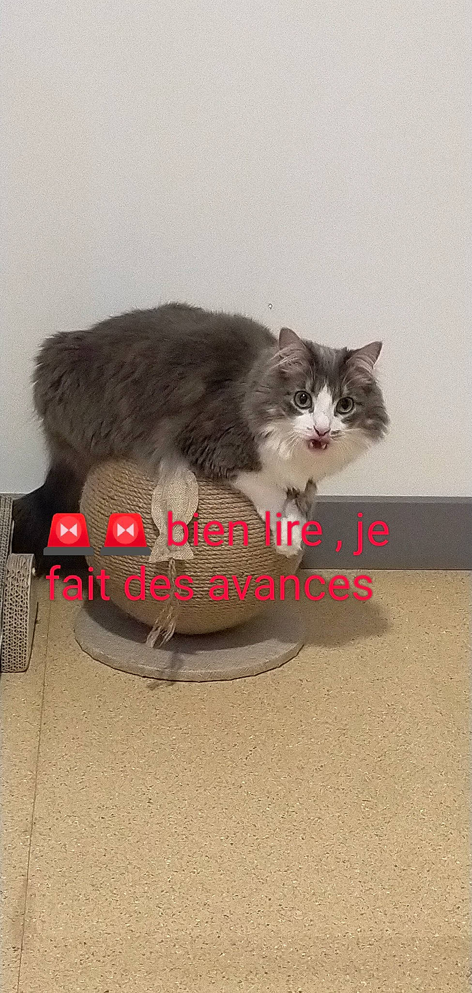 Loompa a rejoint le concours — aidez-le/la à gagner de superbes lots ! box, british_longhair, carnivore, cat, cat_supply, claw, domestic_short_haired_cat, felidae, flooring, fur, grey, paw, pet_supply, photo_caption, plant, sitting, small_to_medium_sized_cats, snout, tail, whiskers