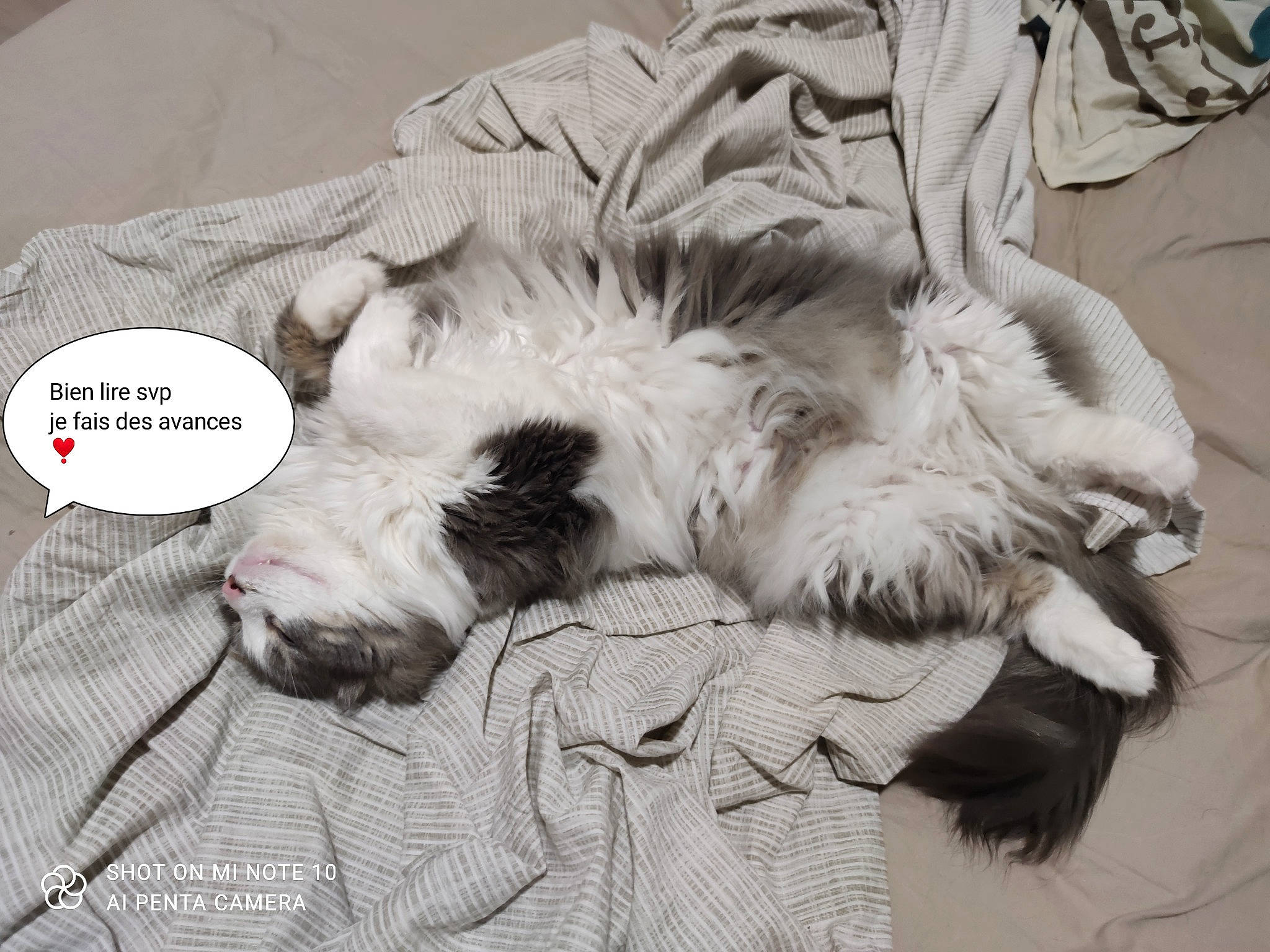 Loompa a rejoint le concours — aidez-le/la à gagner de superbes lots ! black_and_white, bored, canidae, carnivore, comfort, companion_dog, dog, dog_breed, fang, fur, monochrome, monochrome_photography, nap, paw, snout, style, terrestrial_animal, texas_heeler, textile, working_animal