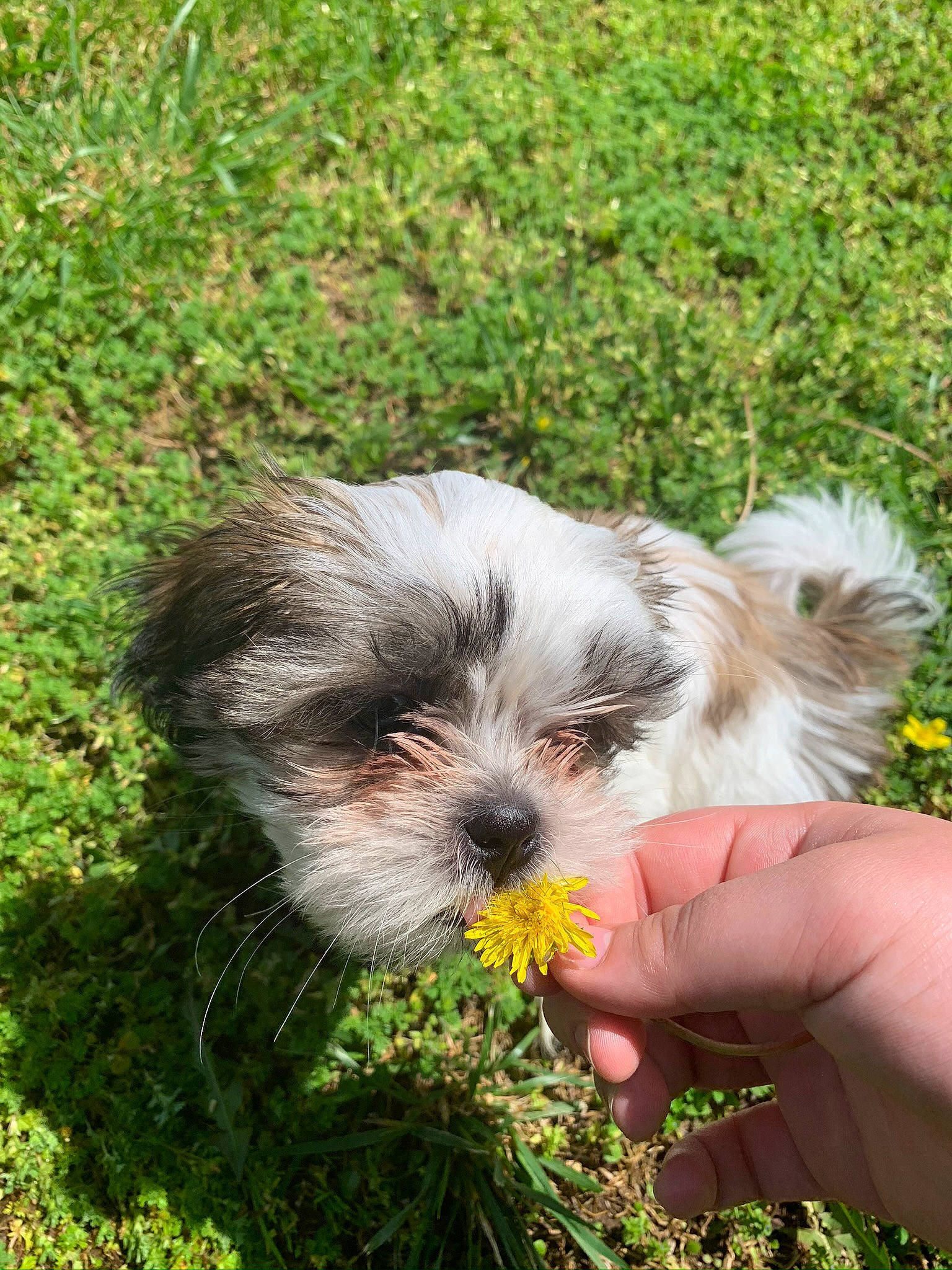 Bella joined the competition — help win amazing prizes! bolonka, canidae, carnivore, chinese_imperial_dog, companion_dog, dog, dog_breed, grass, havanese, kyi_leo, lhasa_apso, lowchen, mal_shi, maltepoo, mammal, morkie, puppy, shih_tzu, sporting_lucas_terrier, vertebrate