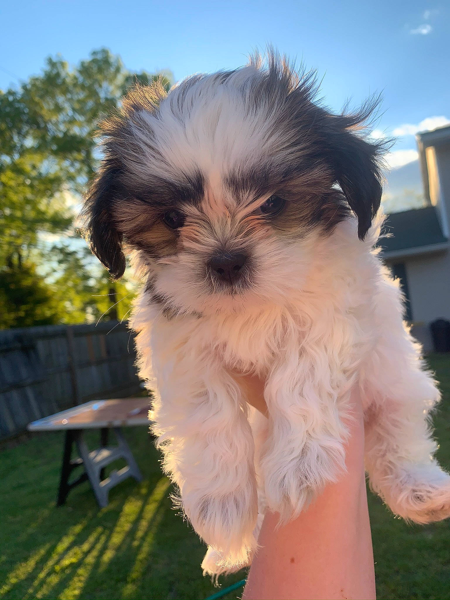 Bella is registered to the contest to win money with this photo: bolonka, canidae, carnivore, cavachon, chinese_imperial_dog, companion_dog, dog, dog_breed, havanese, kyi_leo, lowchen, maltepoo, mammal, morkie, puppy, schnoodle, shih_poo, shih_tzu, sporting_lucas_terrier, vertebrate