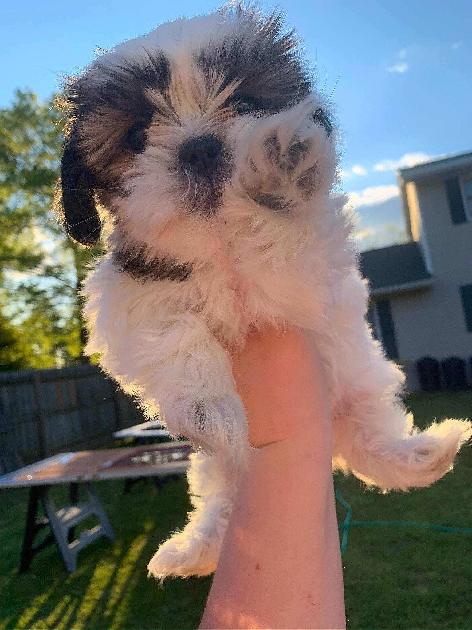 Bella is registered to the contest to win money with this photo: canidae, carnivore, cavachon, companion_dog, dog, dog_breed, havanese, kyi_leo, lowchen, maltepoo, mammal, puppy, romanian_mioritic_shepherd_dog, schnoodle, shih_tzu, snout, sporting_group, sporting_lucas_terrier, tibetan_terrier, vertebrate