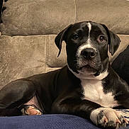 Kilo joined the competition — help win amazing prizes! dog, black_and_white, couch, indoor, pet, relaxed, paw, blanket, furniture, canine, comfort, home, animal, looking, snout, ears, fur, resting, closeup, portrait
