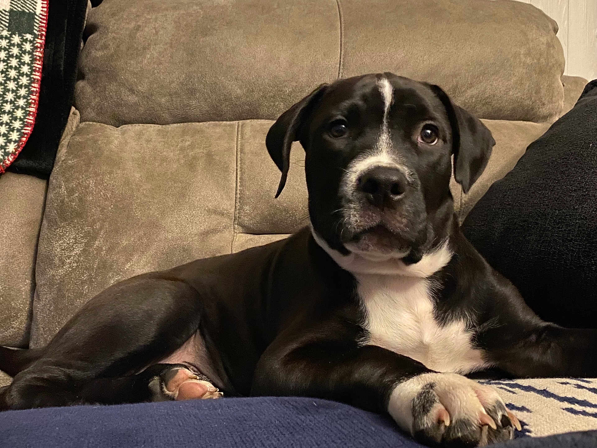Kilo joined the competition — help win amazing prizes! dog, black_and_white, couch, indoor, pet, relaxed, paw, blanket, furniture, canine, comfort, home, animal, looking, snout, ears, fur, resting, closeup, portrait