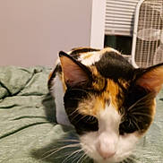 Ginger joined the competition — help win amazing prizes! animal, bed, blinds, calico, cat, closeup, cozy, curious, domestic, fabric, fan, feline, fur, green, home, indoor, pet, soft, whiskers, window