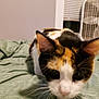 animal, bed, blinds, calico, cat, closeup, cozy, curious, domestic, fabric, fan, feline, fur, green, home, indoor, pet, soft, whiskers, window