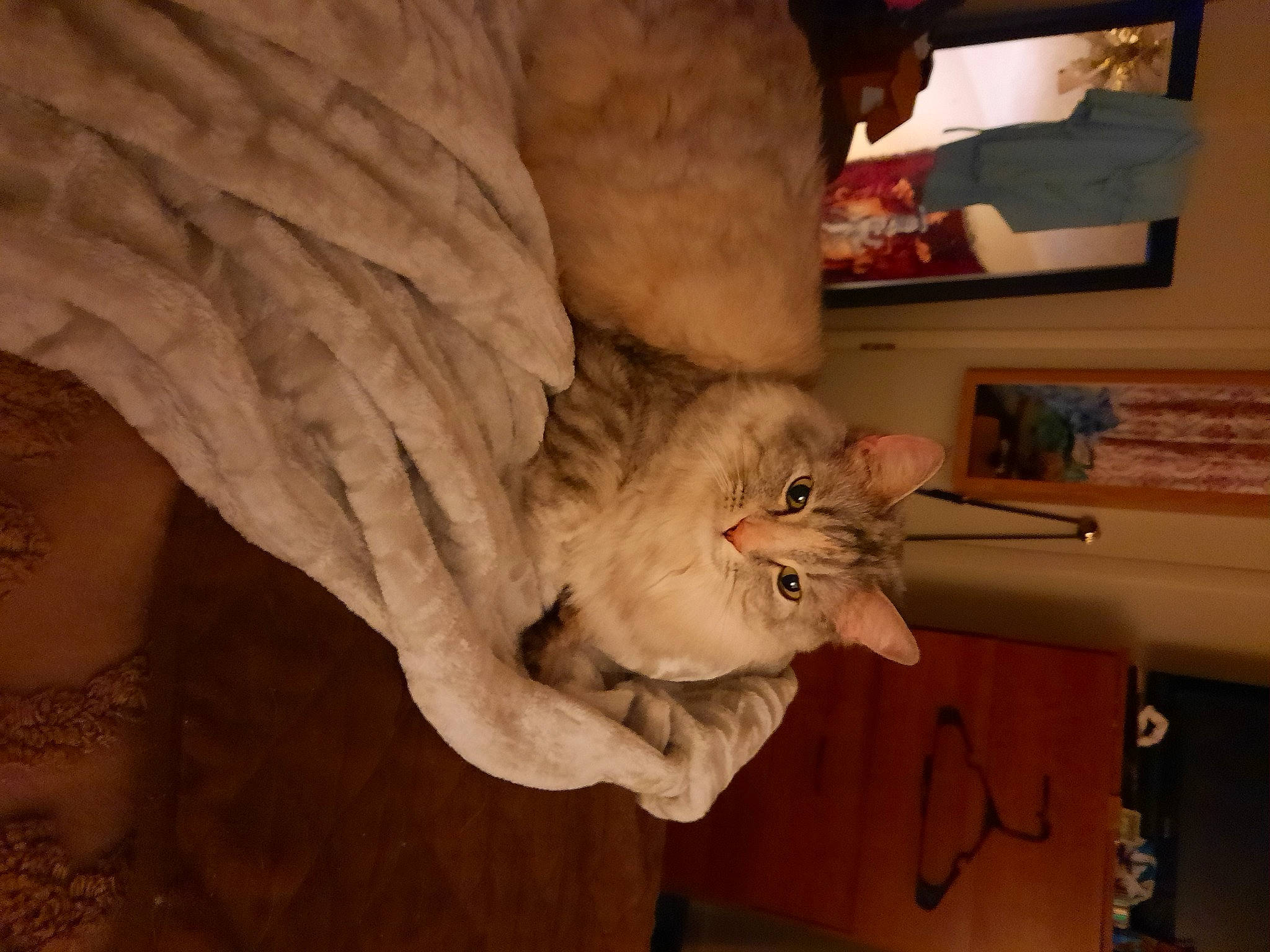 Sophia joined the competition — help win amazing prizes! carnivore, cat, claw, comfort, domestic_short_haired_cat, drawer, fawn, felidae, fur, hardwood, paw, room, shelf, small_to_medium_sized_cats, tail, tree, whiskers, window, wood