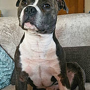Ubby participe au concours pour gagner de l'argent avec cette photo : animal, blanket, brown, canine, comfortable, couch, cozy, dog, ears, face, fur, furniture, home, indoor, paws, pet, portrait, relaxed, sitting, white