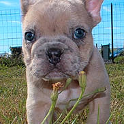 Adam participe au concours pour gagner de l'argent avec cette photo : animal, blue_sky, close_up, clouds, curious, cute, dog, ears, face, fence, french_bulldog, grass, nature, outdoor, pet, puppy, small, snout, sunlight, young