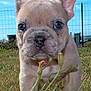 animal, blue_sky, close_up, clouds, curious, cute, dog, ears, face, fence, french_bulldog, grass, nature, outdoor, pet, puppy, small, snout, sunlight, young