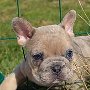 Adam a rejoint le concours — aidez-le/la à gagner de superbes lots ! puppy, dog, french_bulldog, outdoor, grass, fence, close_up, pet, animal, cute, ears, wrinkles, face, young, nature, sunlight, curious, playing, background_blur, blue_sky