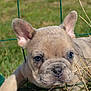puppy, dog, french_bulldog, outdoor, grass, fence, close_up, pet, animal, cute, ears, wrinkles, face, young, nature, sunlight, curious, playing, background_blur, blue_sky