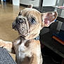 Adam participe au concours pour gagner de l'argent avec cette photo : brown_fur, canine, close_up, collar, couch, curious, cute, dog, domestic_animal, ears_up, floor, french_bulldog, furniture, indoor, not_focused_background, pet, puppy, short_hair, table, young