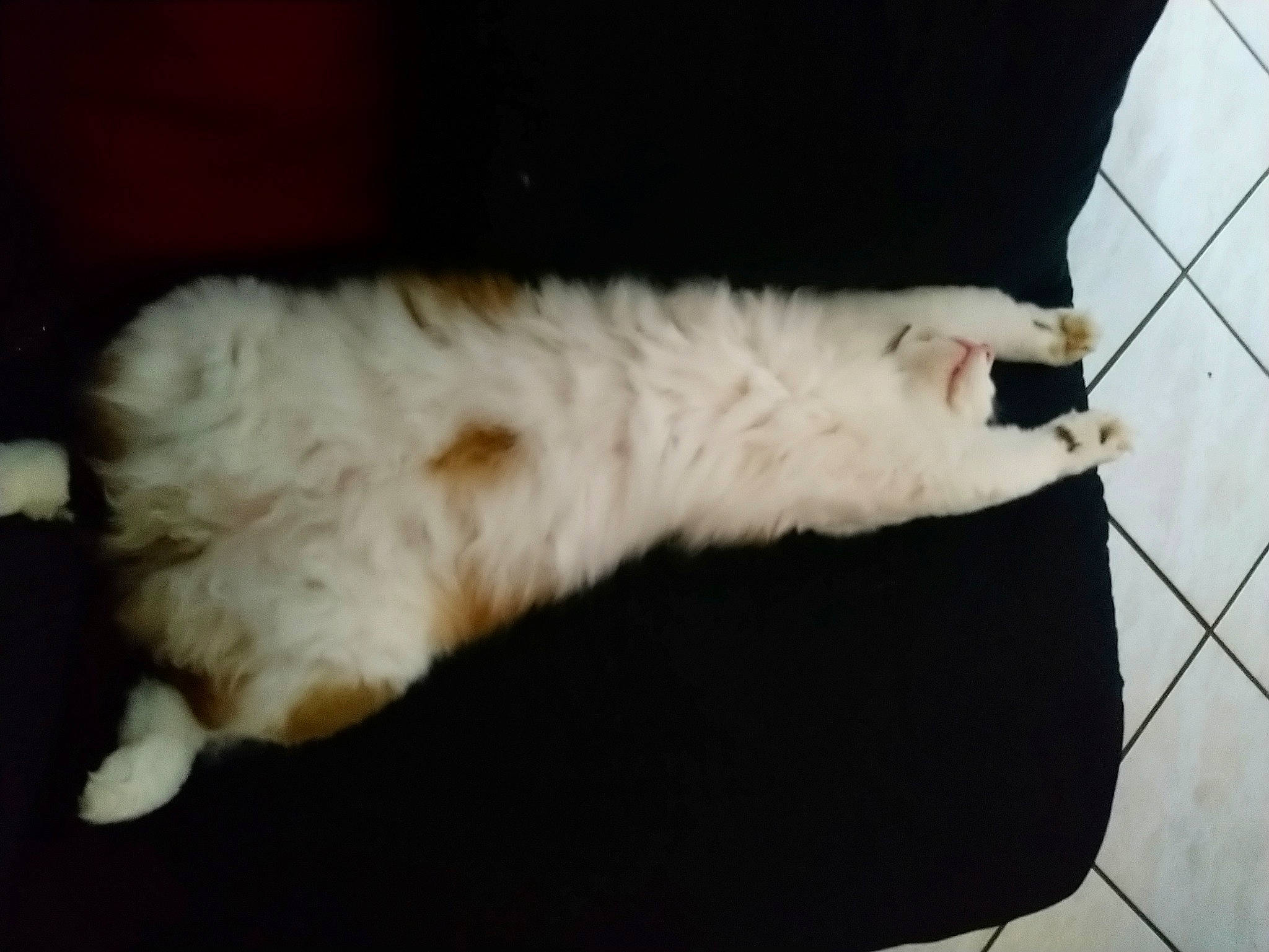 Taïga participe au concours pour gagner de l'argent avec cette photo : canidae, carnivore, cat, claw, comfort, dog_breed, fawn, felidae, fur, paw, small_to_medium_sized_cats, sporting_group, tail, vertebrate, whiskers