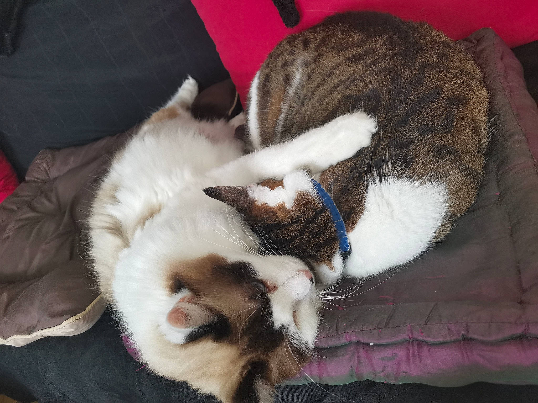 Taïga participe au concours pour gagner de l'argent avec cette photo : carnivore, cat, cat_supply, claw, comfort, dog_breed, domestic_short_haired_cat, fawn, felidae, fur, nap, paw, small_to_medium_sized_cats, snout, tail, textile, whiskers