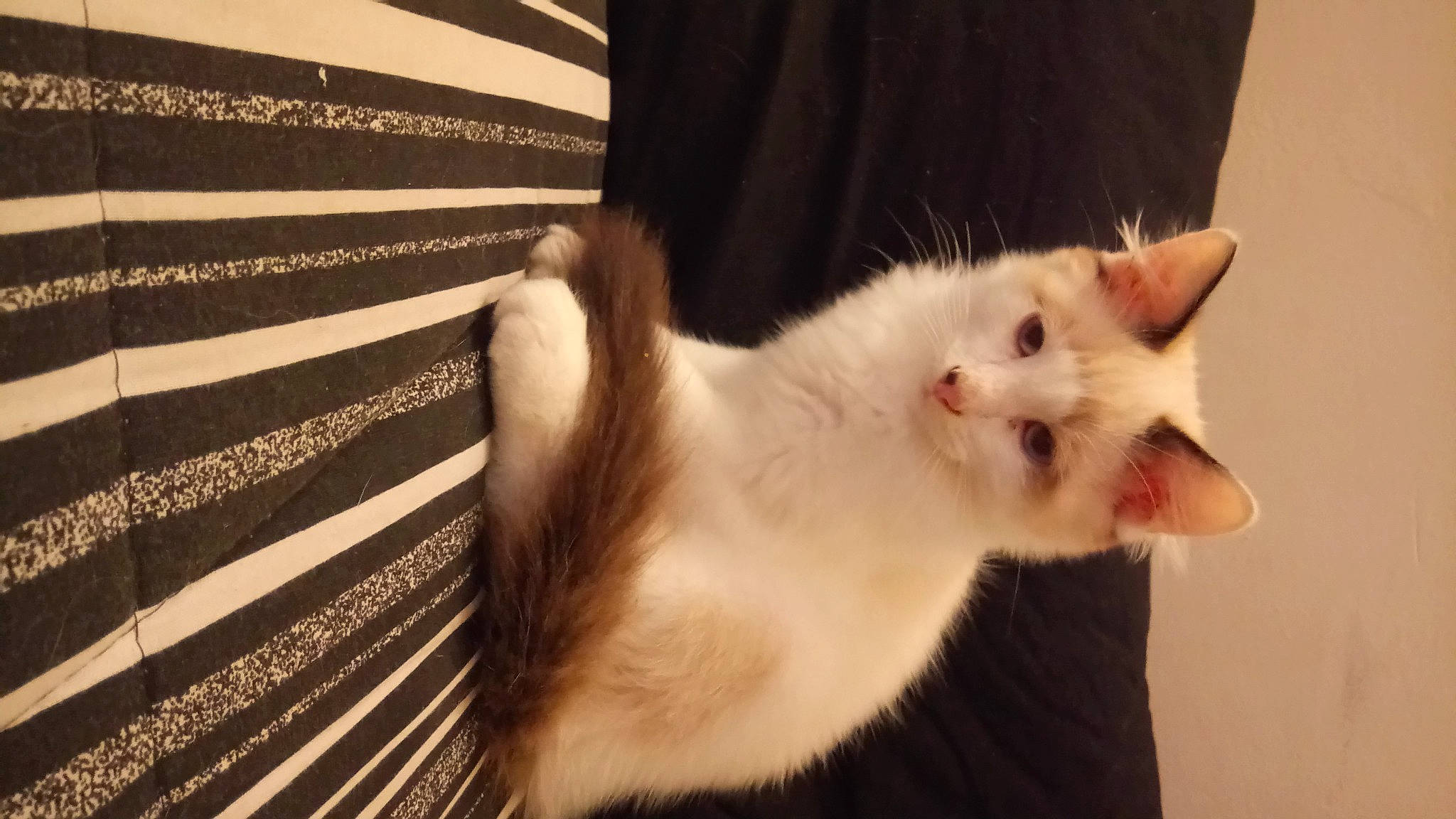 Taïga a rejoint le concours — aidez-le/la à gagner de superbes lots ! balinese, carnivore, cat, claw, collar, domestic_short_haired_cat, eye, fawn, felidae, fur, head, paw, small_to_medium_sized_cats, tail, thai, whiskers, window