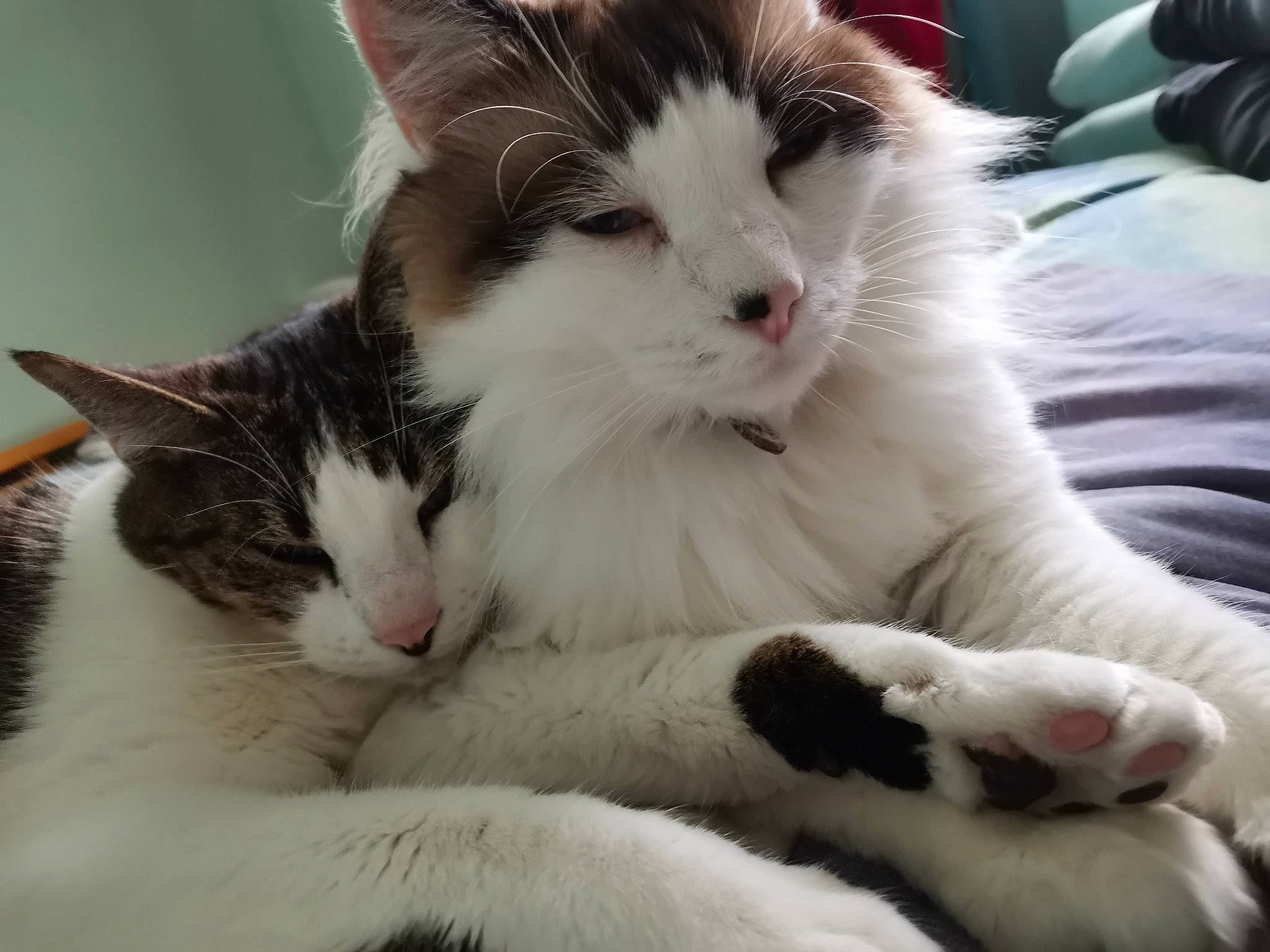 Taïga a rejoint le concours — aidez-le/la à gagner de superbes lots ! carnivore, cat, claw, comfort, domestic_short_haired_cat, felidae, foot, fur, paw, small_to_medium_sized_cats, snout, tail, whiskers