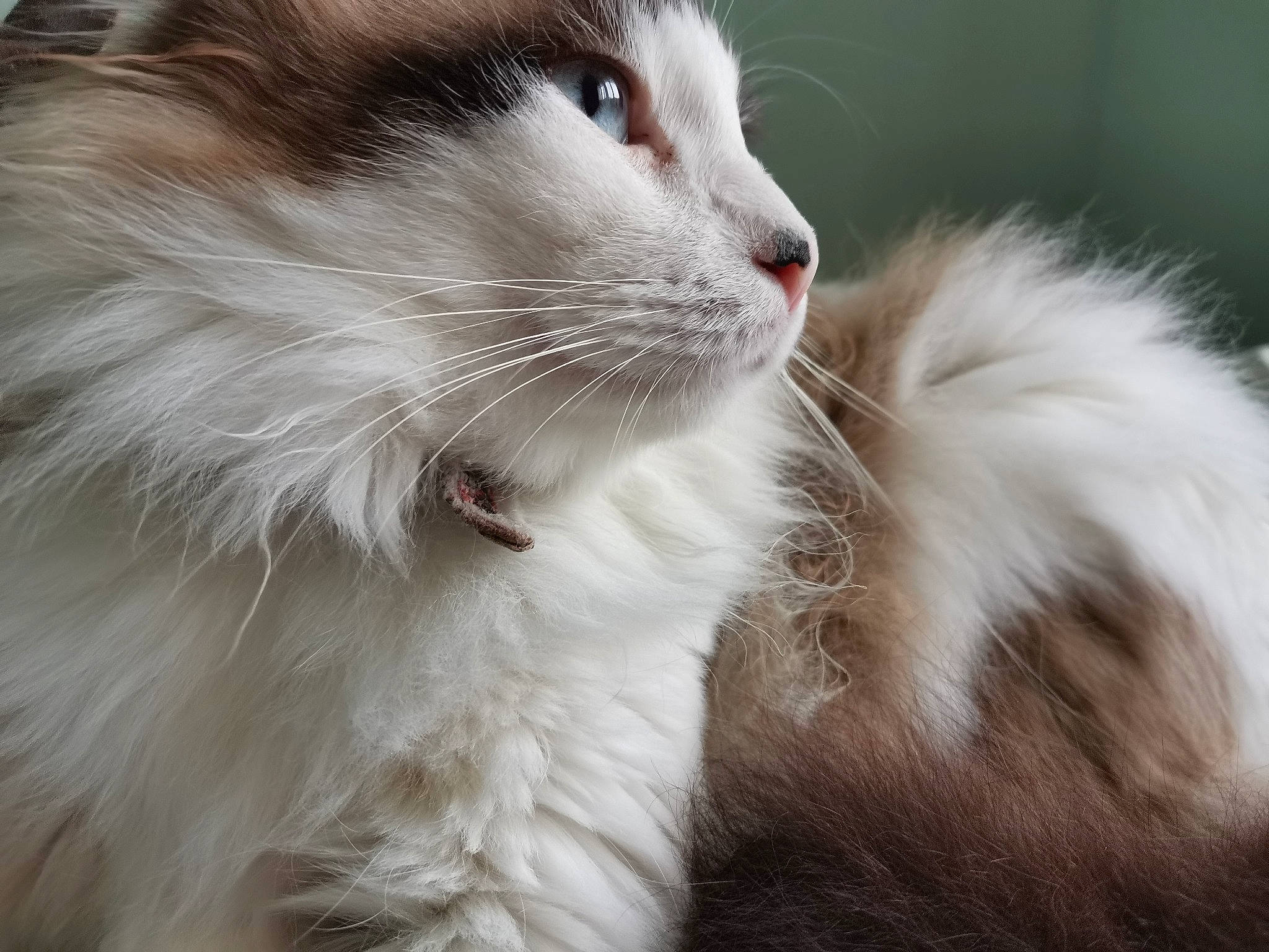 Taïga a rejoint le concours — aidez-le/la à gagner de superbes lots ! carnivore, cat, close_up, domestic_short_haired_cat, felidae, fur, natural_material, paw, small_to_medium_sized_cats, snout, terrestrial_animal, whiskers