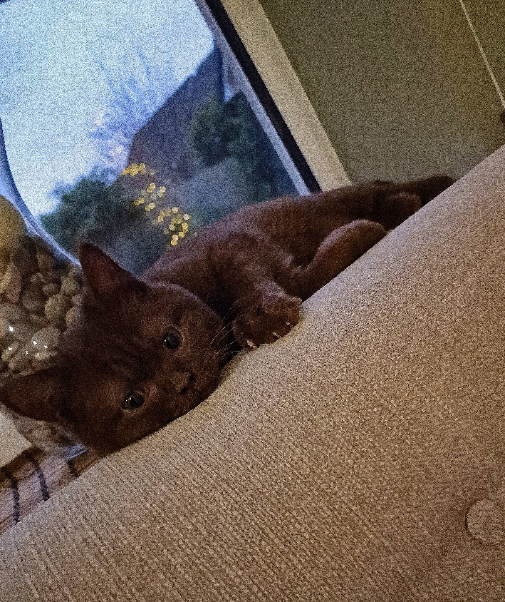 Hector joined the competition — help win amazing prizes! carnivore, cat, comfort, domestic_short_haired_cat, fawn, felidae, flooring, grey, hardwood, plant, sky, small_to_medium_sized_cats, tail, tints_and_shades, tree, vehicle_door, whiskers, window, windshield, wood