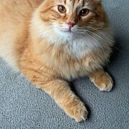 Alvin is registered to the contest to win money with this photo: cat, orange_tabby, fluffy_fur, pet, animal, indoor, relaxed, lying_down, whiskers, cute, feline, close_up, portrait, paws, ears, alert, soft_texture, domestic_cat, curious, eyes