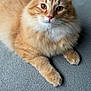 cat, orange_tabby, fluffy_fur, pet, animal, indoor, relaxed, lying_down, whiskers, cute, feline, close_up, portrait, paws, ears, alert, soft_texture, domestic_cat, curious, eyes