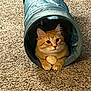 Alvin joined the competition — help win amazing prizes! cat, orange_tabby, pet, animal, indoor, carpet, fabric_tunnel, cute, feline, relaxed, paws, curious, looking, soft_lighting, cozy, domestic, fur, whiskers, ears, playful