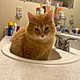 Alvin joined the competition — help win amazing prizes! cat, orange_tabby, sink, bathroom, mirror, toiletries, faucet, domestic, curious, fluffy, pet, indoor, countertop, reflection, clean, cozy, animal, fur, cute, resting