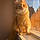 Alvin