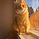 Alvin