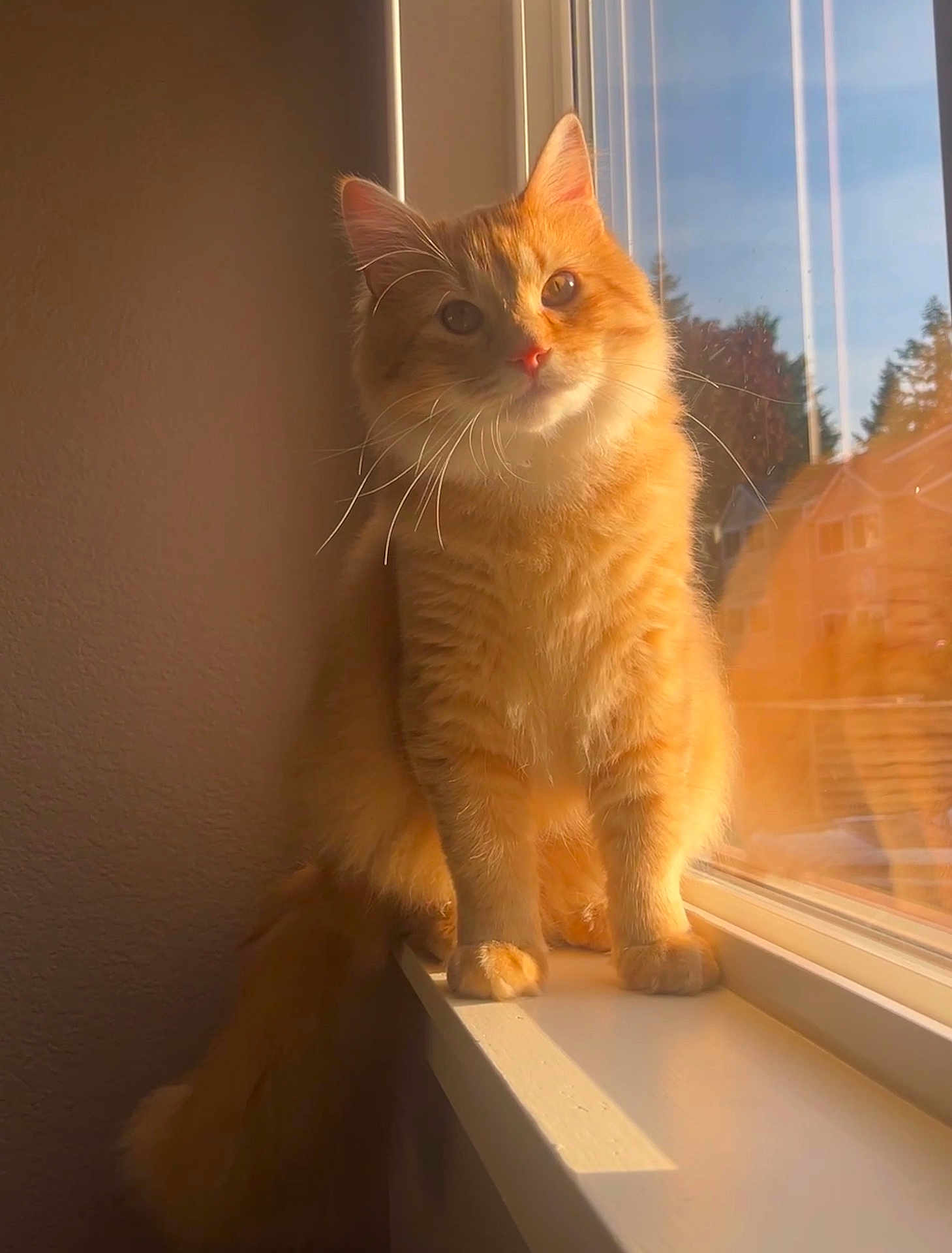Alvin