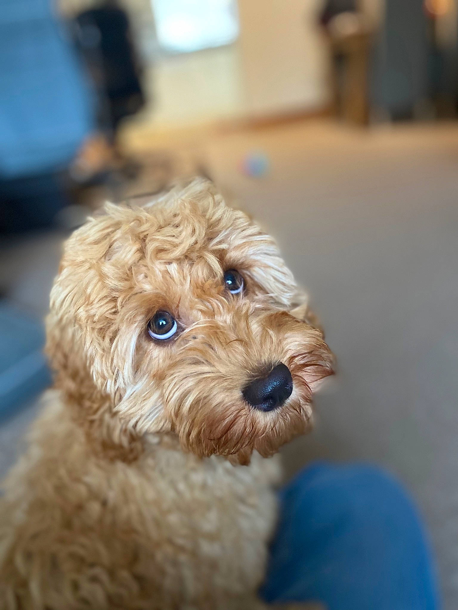 Ed joined the competition — help win amazing prizes! canidae, carnivore, companion_dog, dog, dog_breed, fawn, flooring, fur, labradoodle, maltepoo, poodle, poodle_crossbreed, puppy, small_terrier, snout, sporting_group, terrier, toy_dog, whiskers, yorkipoo