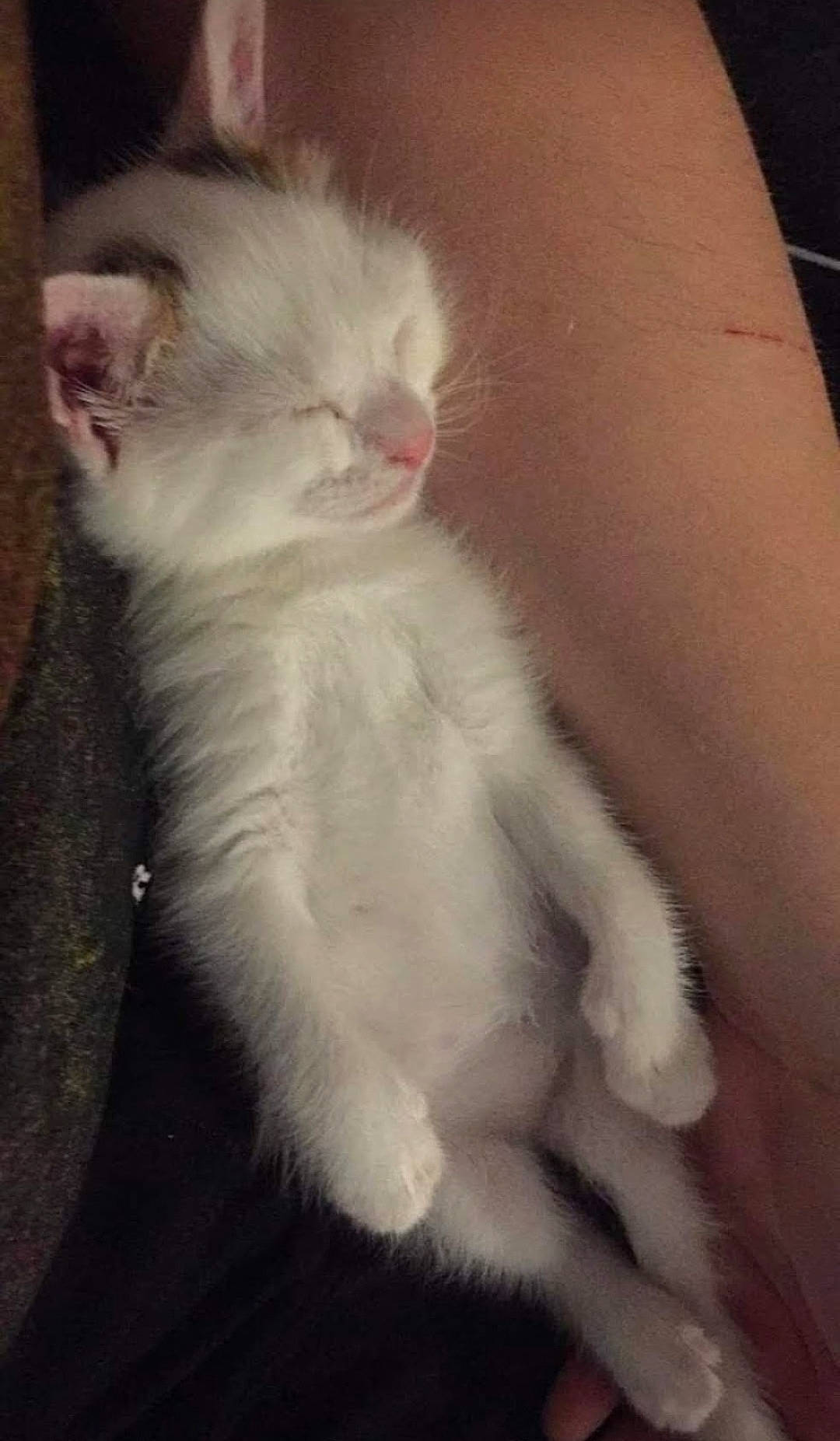 Etoile a rejoint le concours — aidez-le/la à gagner de superbes lots ! carnivore, cat, claw, domestic_short_haired_cat, ear, fawn, felidae, fur, paw, small_to_medium_sized_cats, snout, tail, whiskers