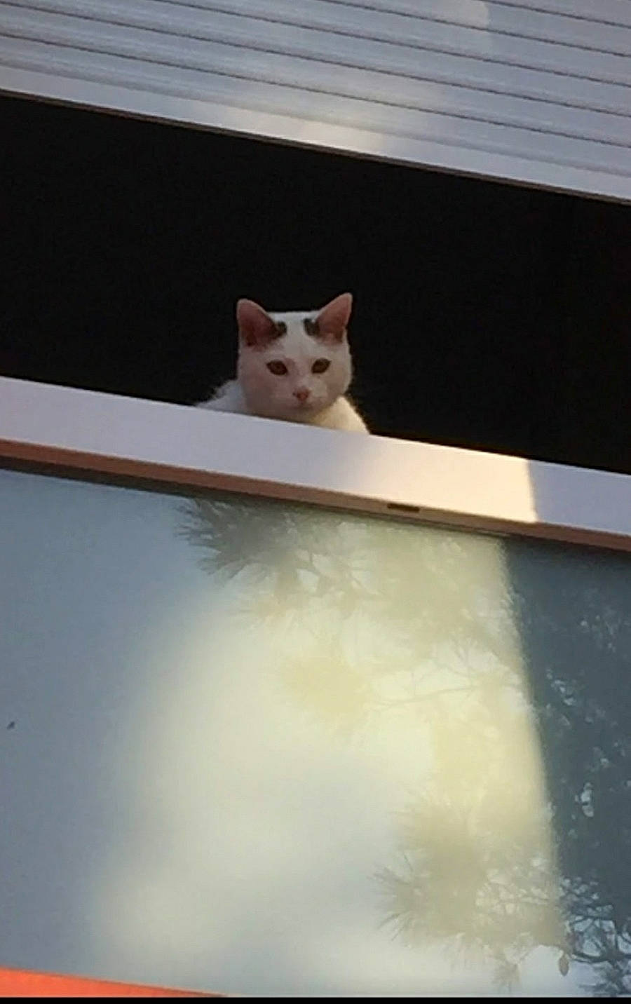 Etoile participe au concours pour gagner de l'argent avec cette photo : automotive_exterior, carnivore, cat, domestic_short_haired_cat, event, fawn, felidae, line, rectangle, room, small_to_medium_sized_cats, snout, symmetry, tail, tints_and_shades, whiskers, window, windshield, wood