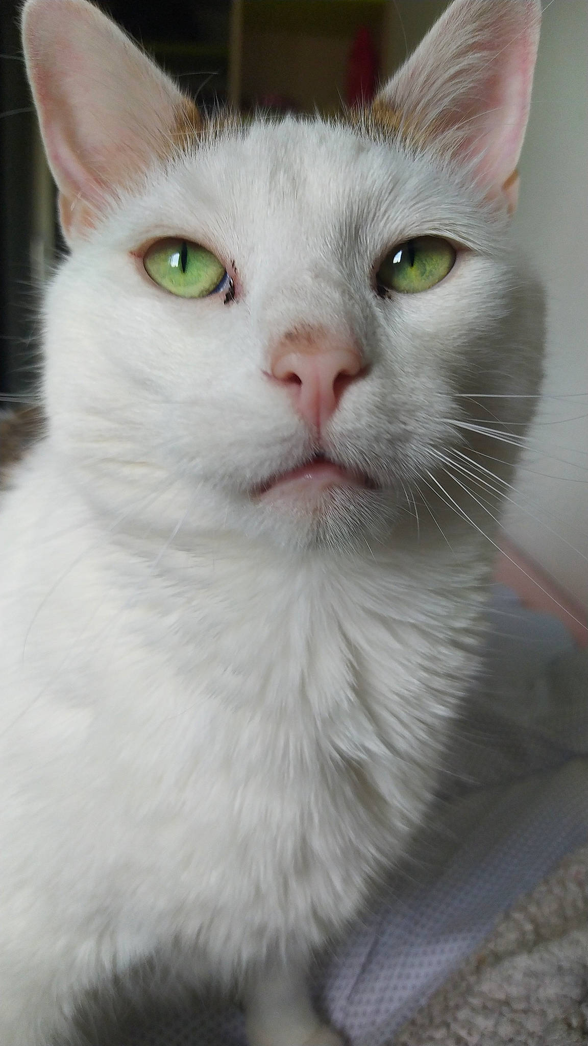 Etoile participe au concours pour gagner de l'argent avec cette photo : carnivore, cat, close_up, domestic_short_haired_cat, ear, felidae, fur, small_to_medium_sized_cats, snout, tail, whiskers