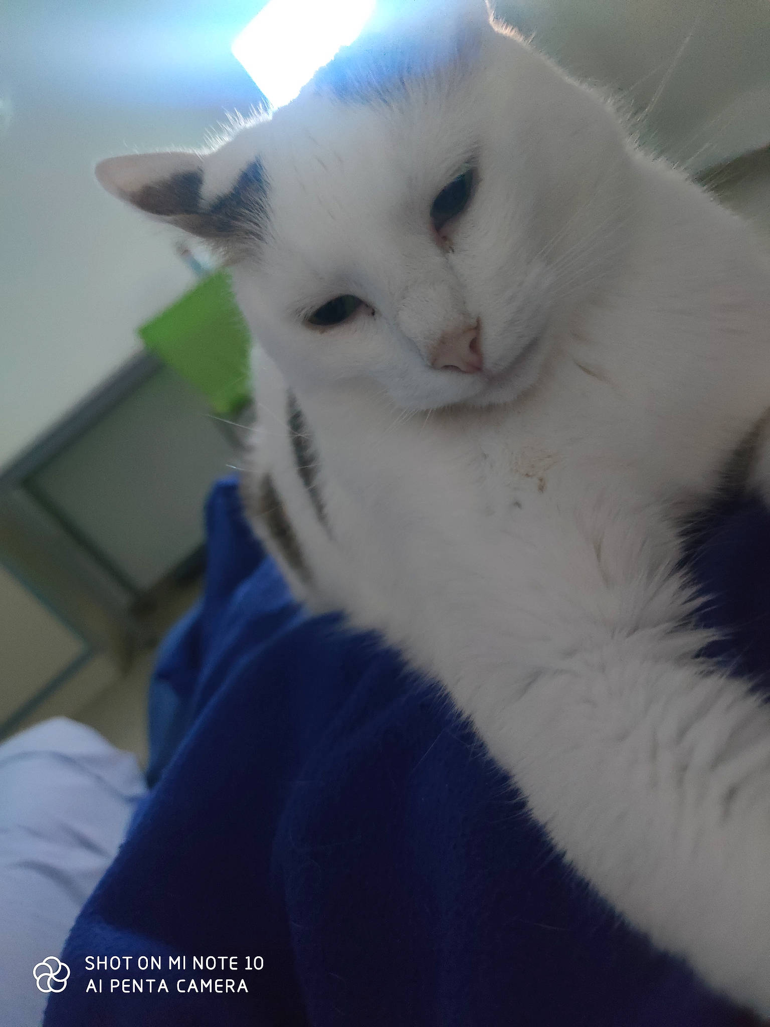 Etoile a rejoint le concours — aidez-le/la à gagner de superbes lots ! carnivore, cat, comfort, domestic_short_haired_cat, felidae, fur, paw, small_to_medium_sized_cats, snout, tail, whiskers