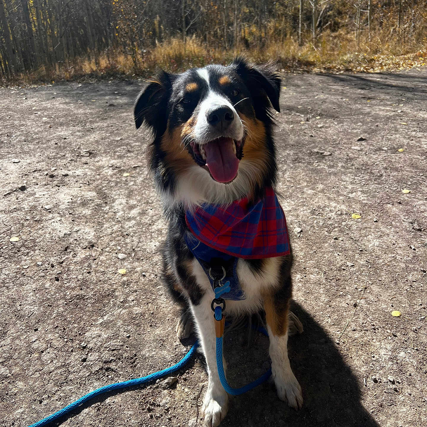 Boomer is registered to the contest to win money with this photo: accessories, animal, canine, dog, grass, land, leash, nature, outdoors, path, pet, plant, puppy, rock, sky, soil, strap, tree, vegetation, woodland