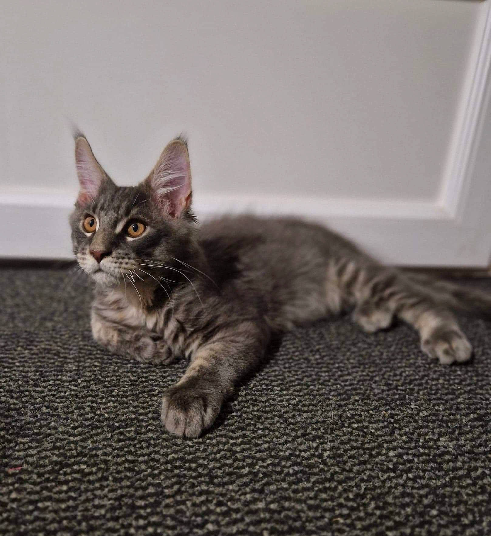 Tokyo participe au concours pour gagner de l'argent avec cette photo : carnivore, cat, cat_toy, claw, comfort, domestic_short_haired_cat, fawn, felidae, flooring, fur, grey, paw, sitting, small_to_medium_sized_cats, snout, tail, whiskers