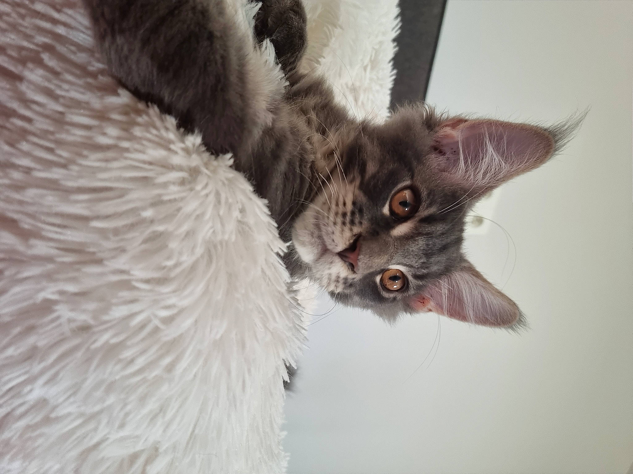 Tokyo a rejoint le concours — aidez-le/la à gagner de superbes lots ! carnivore, cat, claw, domestic_short_haired_cat, fawn, feather, felidae, freezing, fur, grey, paw, small_to_medium_sized_cats, snout, tail, terrestrial_animal, whiskers, wildlife, window, winter