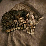 Eddie And Clark joined the competition — help win amazing prizes! tabby_cat, cat, pets, sleeping, cozy, feline, animal, fur, whiskers, ears, paws, blanket, resting, companions, close_up, indoor, cute, snuggling, soft, relaxation