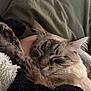 animal, blanket, calm, cat, closeup, comfort, cozy, cuddle, cute, fur, human_arm, indoor, nap, pet, relaxation, resting, sleeping, soft, texture, warm