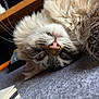 blue_eyes, carpet, cat, close_up, computer_monitor, cozy, curious, desk, fluffy, fur, grey_carpet, home_office, indoor, pet, pink_nose, plant, relaxed, upside_down, whiskers, wooden_desk