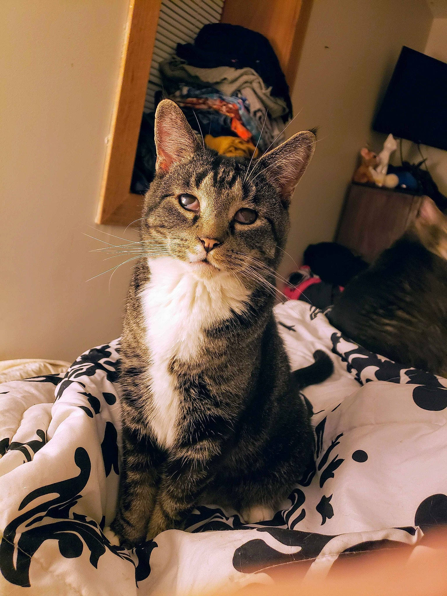 Junebug is registered to the contest to win money with this photo: carnivore, cat, claw, comfort, domestic_short_haired_cat, door, felidae, fur, hat, linens, paw, sitting, small_to_medium_sized_cats, snout, tail, tree, whiskers