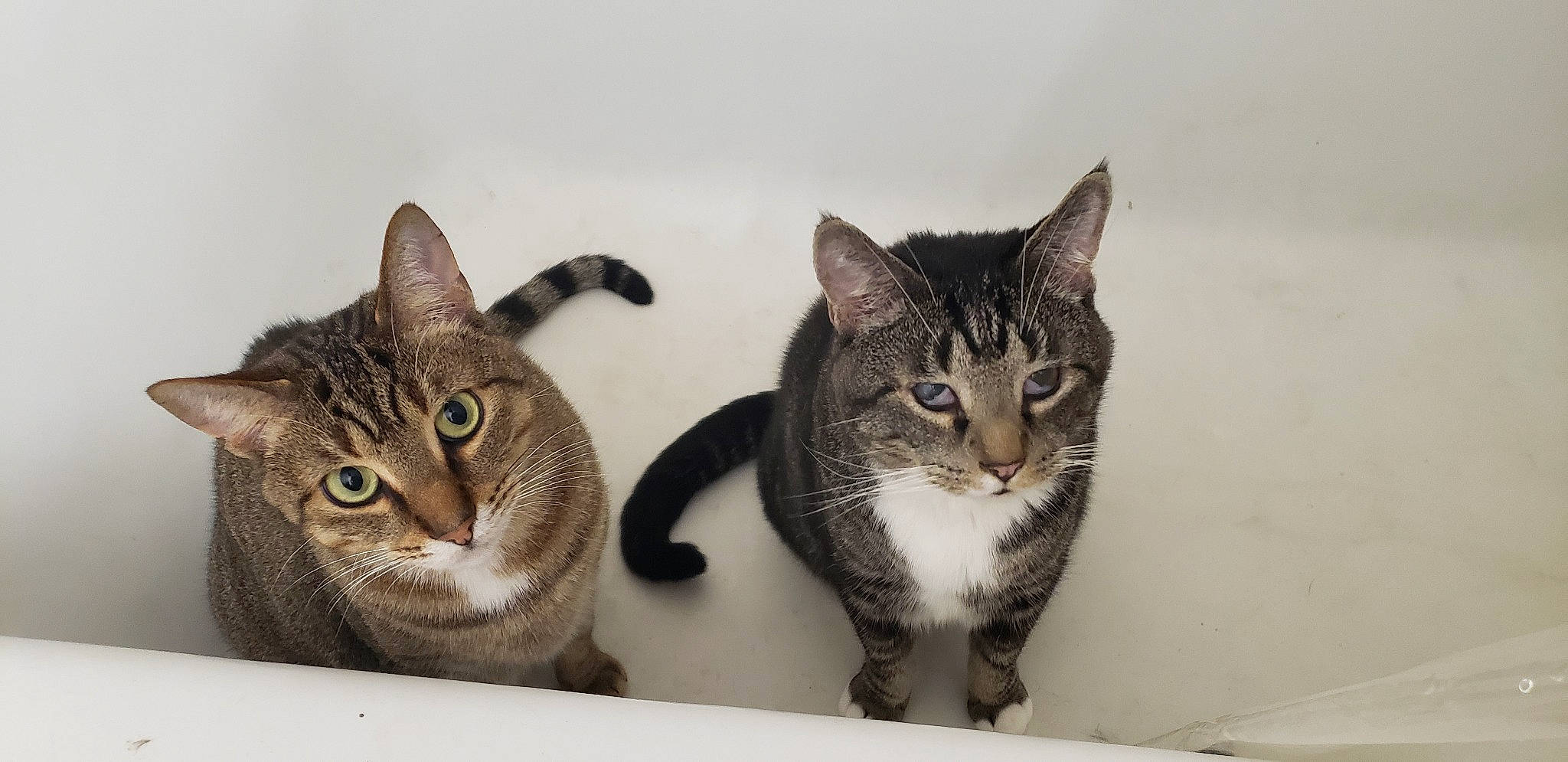 Junebug is registered to the contest to win money with this photo: carnivore, cat, domestic_short_haired_cat, eye, felidae, fur, head, paw, pet_supply, sitting, small_to_medium_sized_cats, snout, tail, whiskers, wildlife, window