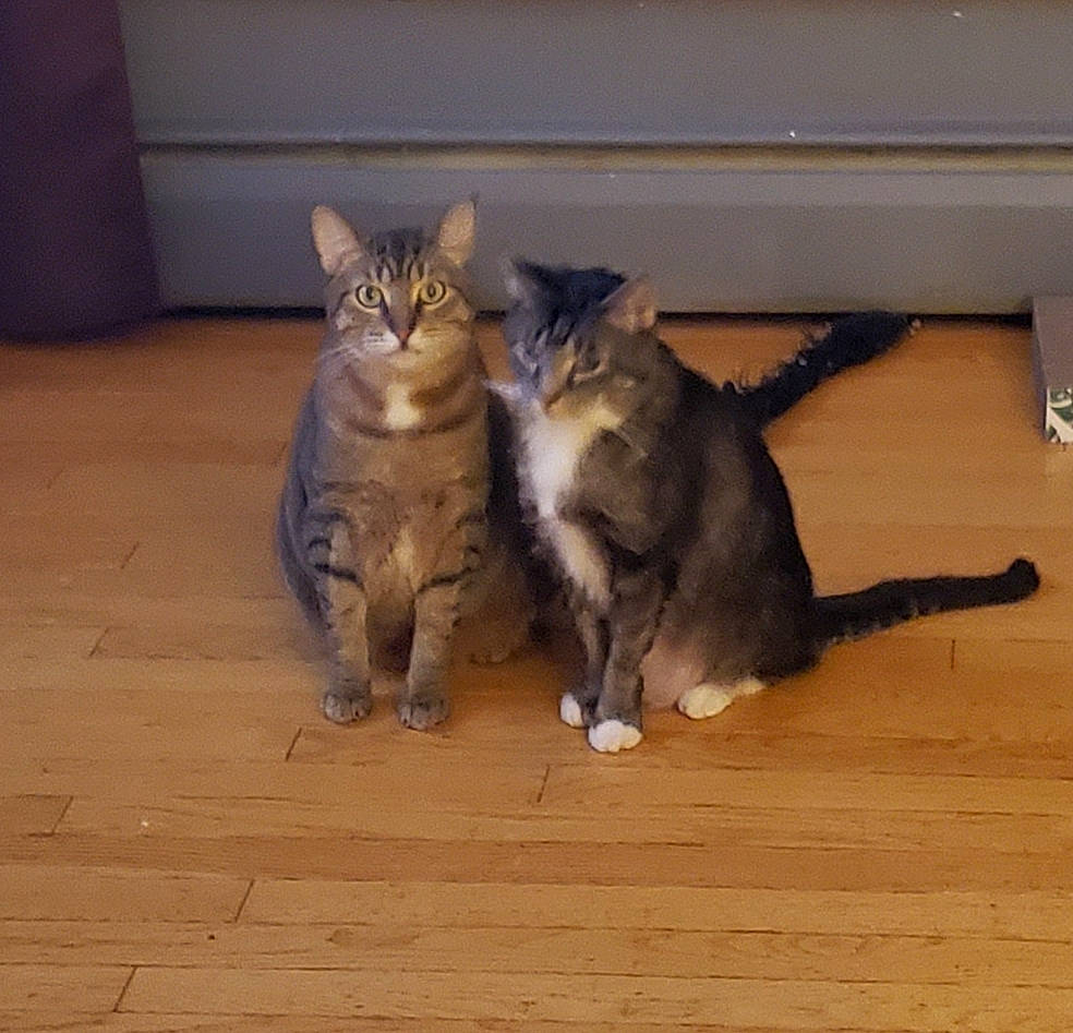 Junebug is registered to the contest to win money with this photo: carnivore, cat, cat_toy, claw, comfort, domestic_short_haired_cat, fawn, felidae, flooring, fur, grey, hardwood, paw, small_to_medium_sized_cats, tail, terrestrial_animal, whiskers, wood, wood_flooring, wood_stain