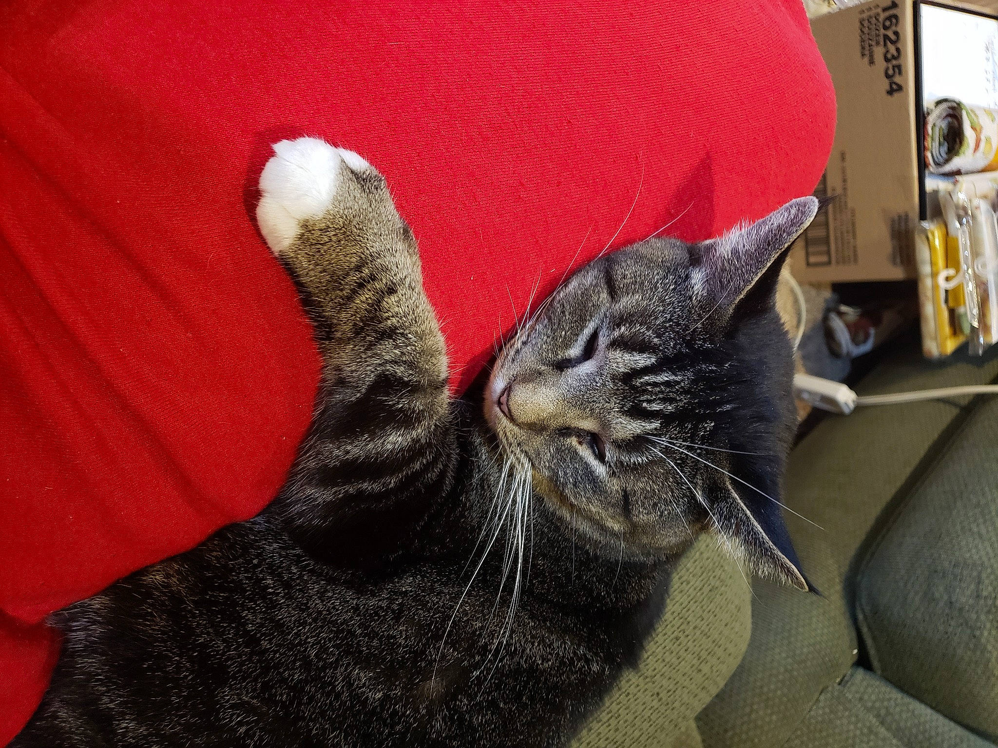 Junebug is registered to the contest to win money with this photo: carmine, carnivore, cat, claw, comfort, domestic_short_haired_cat, felidae, foot, fur, gesture, grey, nail, paw, picture_frame, small_to_medium_sized_cats, snout, tail, terrestrial_animal, whiskers, window