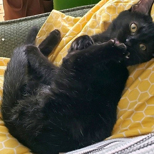 Ylangylang is registered to the contest to win money with this photo: black, black_cat, bombay, carnivore, cat, cat_supply, claw, comfort, companion_dog, dog_breed, domestic_short_haired_cat, felidae, fur, paw, pet_supply, small_to_medium_sized_cats, snout, tail, whiskers, yellow