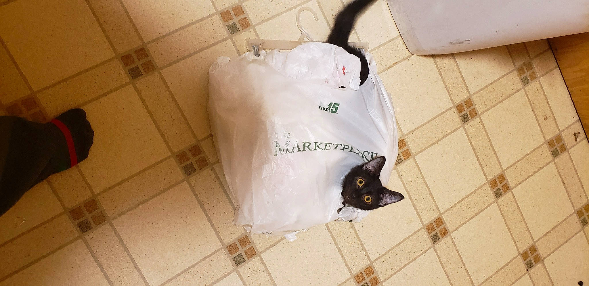 Ylangylang joined the competition — help win amazing prizes! bag, carmine, carnivore, cat, felidae, floor, flooring, font, fur, line, luggage_and_bags, pattern, plastic_bag, room, sleeve, small_to_medium_sized_cats, sportswear, t_shirt, vertebrate, whiskers